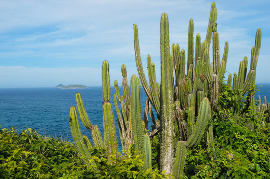 Pilosocereus ulei Cactus, Ponta da Boca da Barra, Buzios, Rio de Janeiro, Brazil