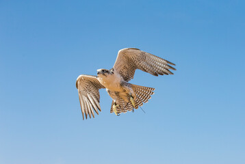 falconer with his bird in a desert