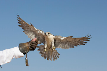 peregrine falcon landing  on a hand of its trainer