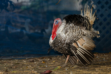 The big Turkey is stand up in farm at thailand