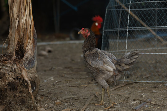 Gray fighting cock is live in farm at thailand