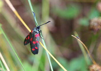 The butterfly sits on a stalk of grass. A beautiful combination of the color of the butterfly's wings - black and red.