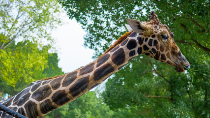 long neck giraffe eating grass