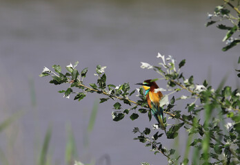 Bee-eater on a branch among the leaves,  near a cliff on a blurred background of the river