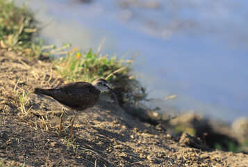Sandpiper goes along the coast towards the  swamp ...