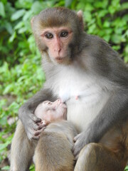 cute baby monkey drinking milk from mother wildlife