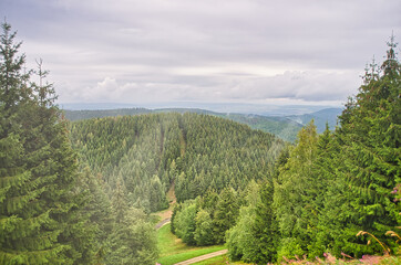 Fototapeta na wymiar Liebesbankweg in the Harz Mountains in Hahnenklee