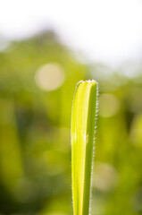 dew drops on the grass