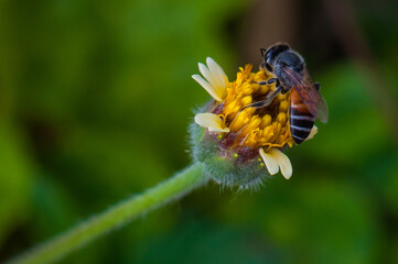 bee on a flower