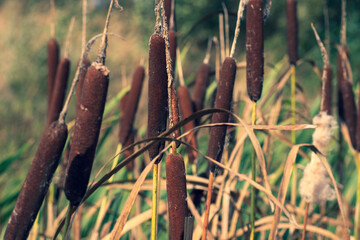 Thickets of shaggy reeds in the mud on a small pond in autumn