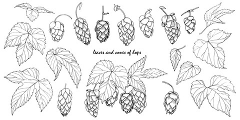 hop leaves and cones set of elemets