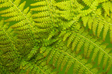 green fern frond closeup