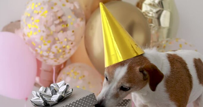 Funny dog with brown white fur and yellow birthday hat approaches pack with silver ribbon bow and bites close view