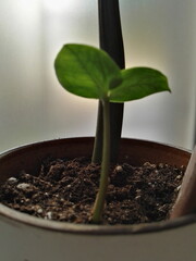 Seedling in a pot. A new sprout has grown out of the ground.