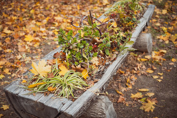 Beautiful wooden flower bed with chlorophytum plant and autumn leaves on the ground