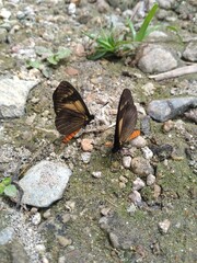 butterfly on the ground