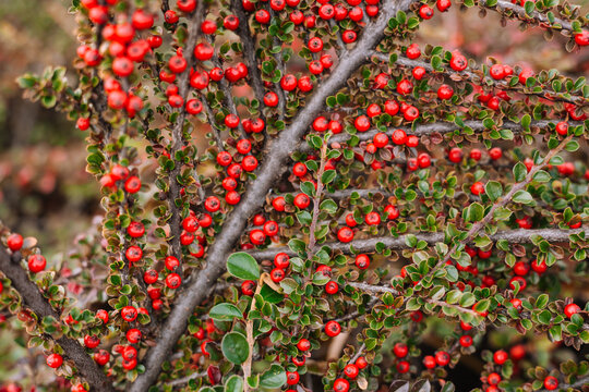 Ripe red cotoneaster  berries at the brunch with green leaves