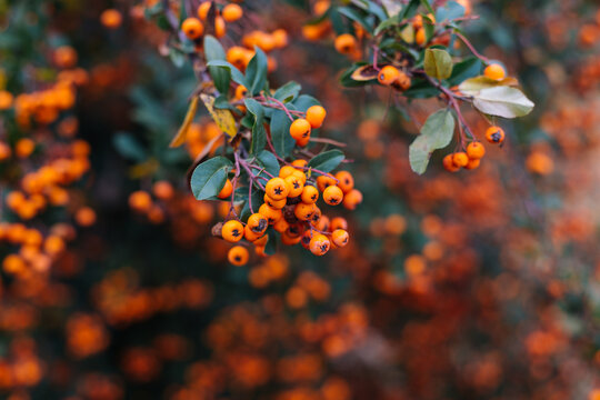 Group of tiny orange pyracantha berries with green leaves