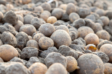 patatos left on field after harvesting the patato filed