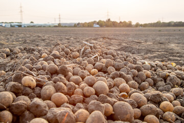 Fototapeta na wymiar patatos left on field after harvesting the patato filed
