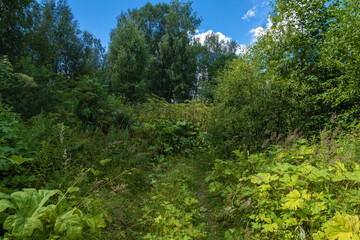 A road overgrown with high hogweed and white cumulus clouds against a blue sky.