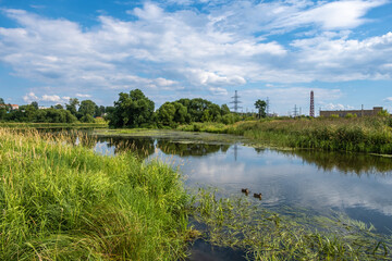 Fototapeta na wymiar Ducks swimming in the Uvod river on a sunny summer day.