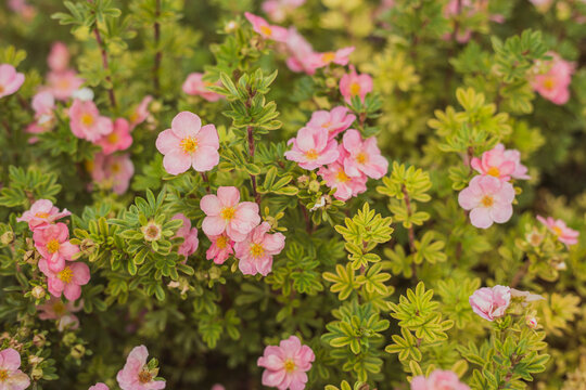 Tender pink cinquefoil flowers in green grass - photo with selective focus