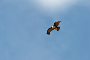 Bird of prey in flight isolated in blue background.Brahminy kite eagle with spreading red wings flying and soaring over andaman coastline with octopus in claw , low angle view.