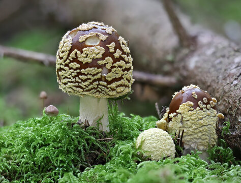 Amanita regalis -  royal fly agaric or brown fly agaric