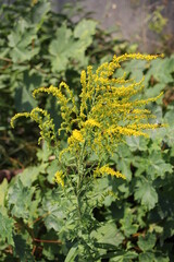 solidago, goldenrods in the garden