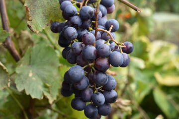 red grapes on vine