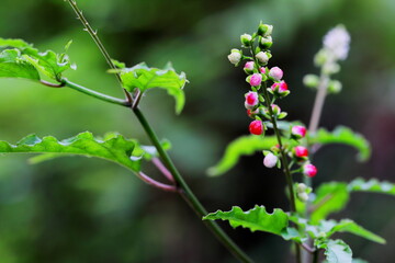 This beautiful weed grows and is common in the tropics