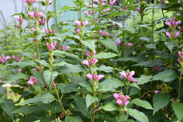 pink flowers in a garden