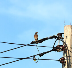 birds on wires