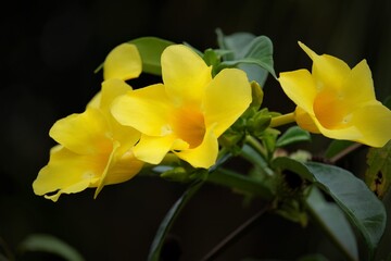 Allamanda cathartica, commonly called golden trumpet, trumpetvine, and yellow allamanda, is a species of flowering plant of the genus Allamanda in the family Apocynaceae. 