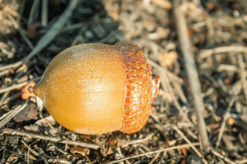 Brown autumn acorn. Round acorn with hat. The acorn lies