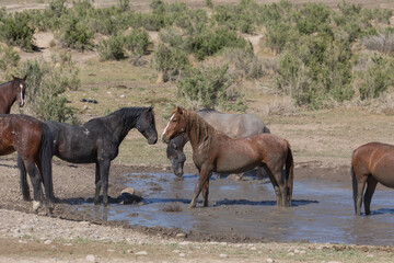 Wild Horses at a waterhole in the Utah desert