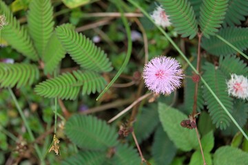 Mimosa pudica showing flower head and leaves