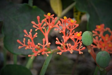 Atropha podagrica is a succulent plant in the family Euphorbiaceae, Common names include Gout Plant, Gout Stalk, Guatemalan Rhubarb, Coral Plant, Buddha Belly Plant, Purging-Nut, Physic Nut.