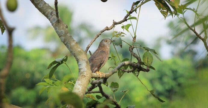 Falcon,Indian Falcon,Grey Falcon,Baj.