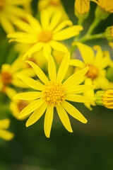 Beautiful flower. Wildflowers. Yellow field flower. Petals of a beautiful field flower