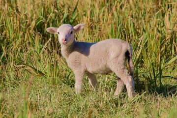 Fototapeta premium Lamb meat is one of the most consumed in the world