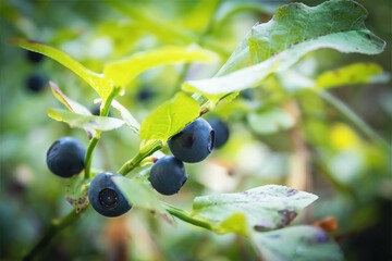 Blueberry bush in the woods. Season of berries. Blueberry bush