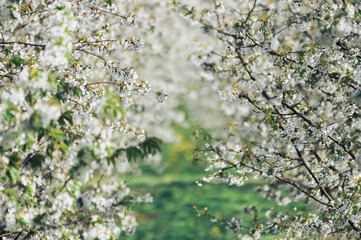 Widok kwitnących drzewek owocowych rosnących w sadzie © Monika