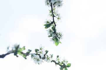 Gałązki kwitnącego drzewka owocowego na tle nieba