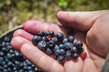 Collect useful vitamins. Keep blueberries. Bilberries in hand. Season of berries