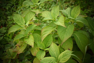 close up of green leaves