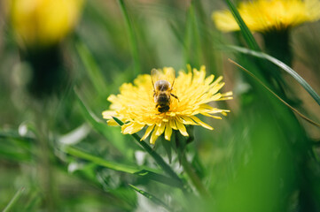 Pszczoła siedząca na żółtym mleczu na rozmytym tle łąki © Monika
