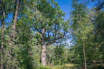 Forest landscape. Beautiful forest. A large oak among trees. Summer forest
