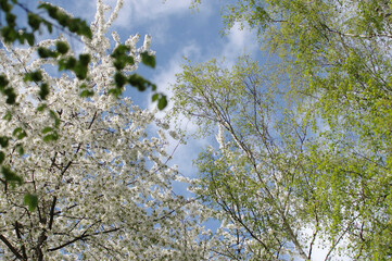 Kompozycja drzew na tle błękitnego nieba © Monika